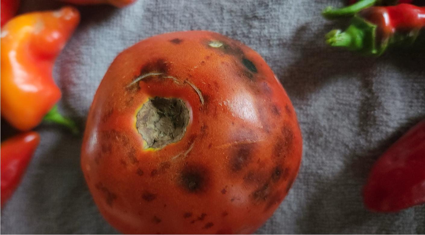 A tomato with circular dark lesions and a large sunken spot near the stem, showing typical symptoms of anthracnose fruit rot.
